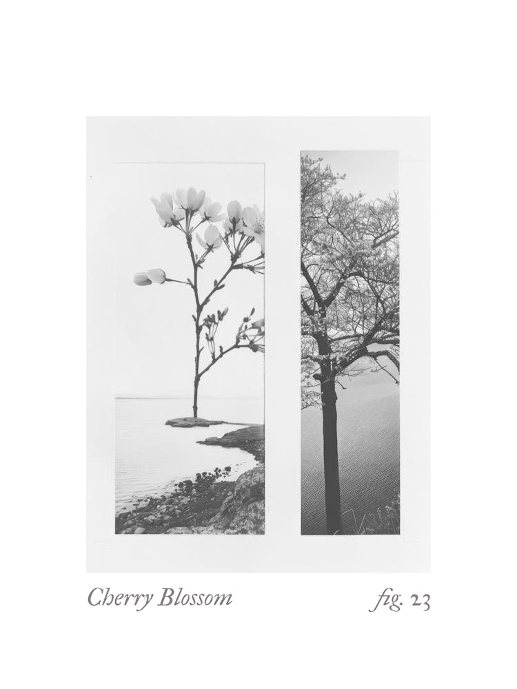 Cherry Blossom Botanical Collage 3
