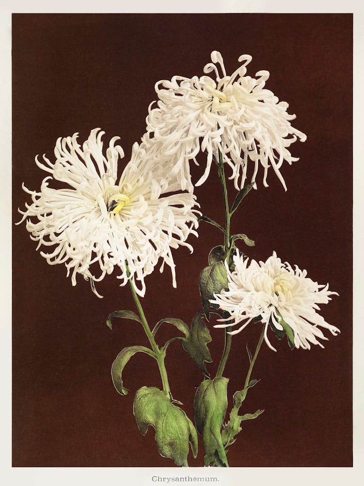 Chrysanthemum, Hand Colored Collotype From Some Japanese Flowers (1896), Kazumasa Ogawa