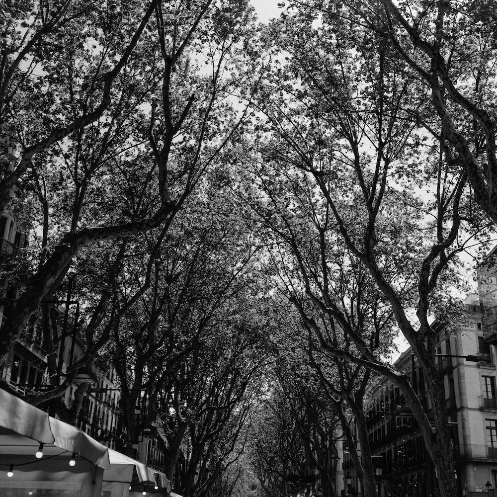 LA Rambla