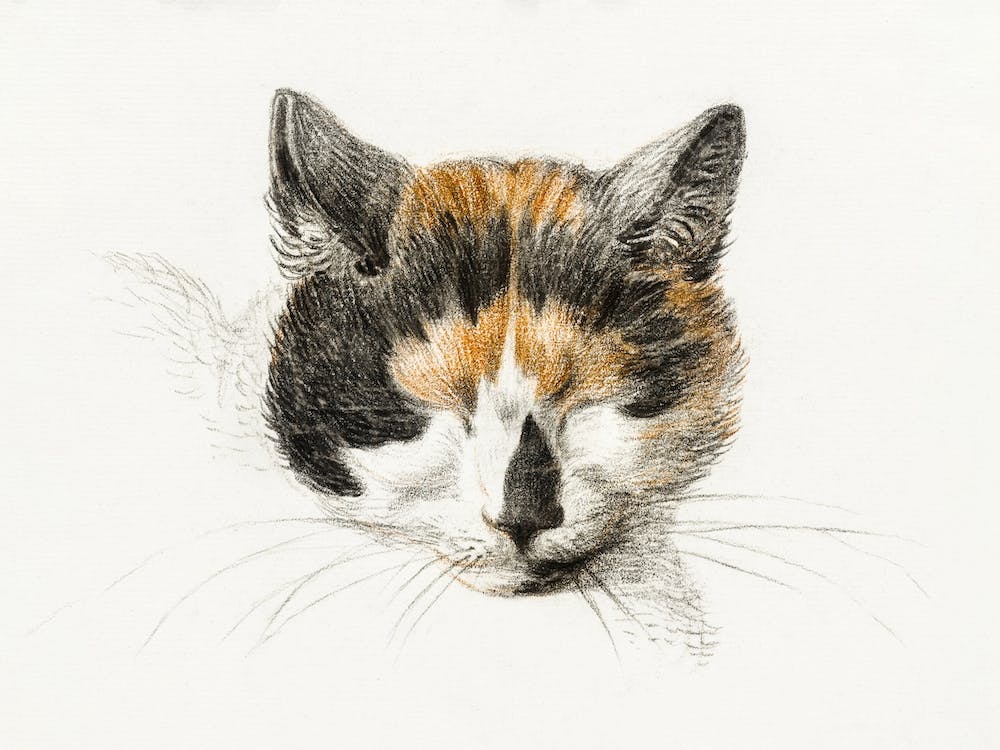 Head Of A Calico Cat With Closed Eyes, Jean Bernard