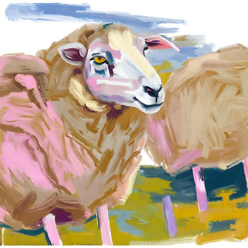 Merino Sheep 03