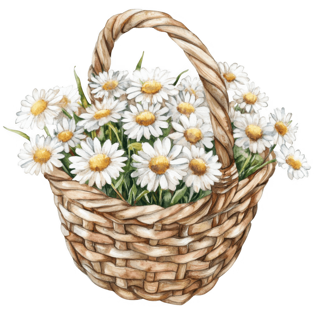 Daisy Flower Watercolor
