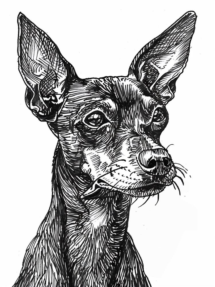 Pinscher Dog Line Sketch 1