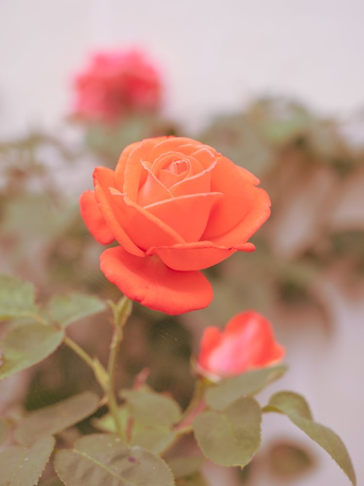 Retro florale rote Rose in Frankreich - Blumen-Sommer-Natur- und Reisefotografie von Christa Stroo Photography