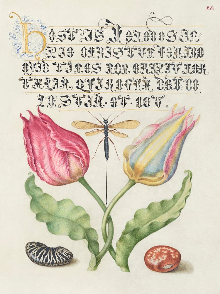 Gesner S Tulip, Ichneumon Fly, Kidney Bean, And Scarlet Runner Bean From Mira Calligraphiae Monumenta, Joris Hoefnagel