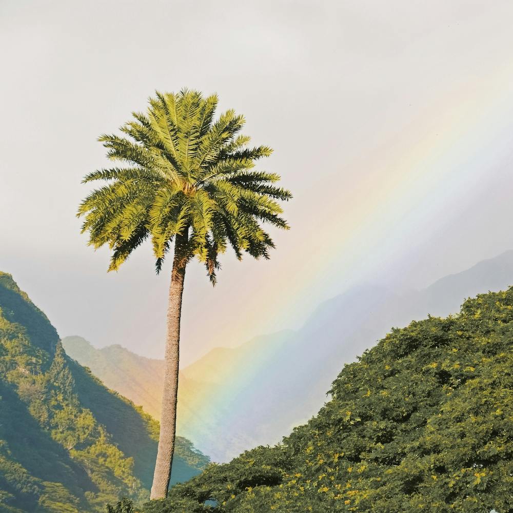 rainbow palm plant Palm Tree Rainbow Art Print by Golden Saguaro – Fy!