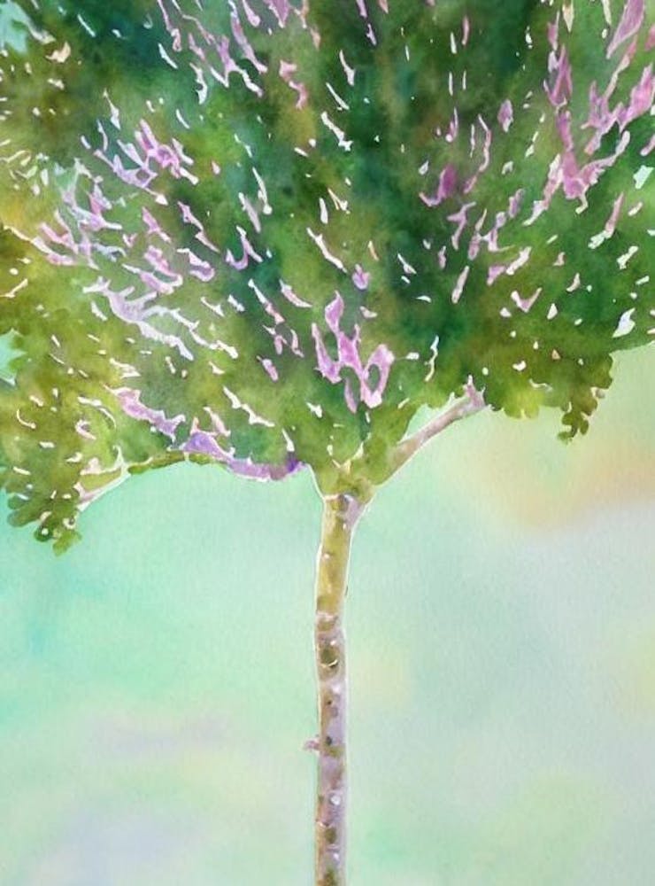 Acropora Aspera Ii Storybook Watercolour