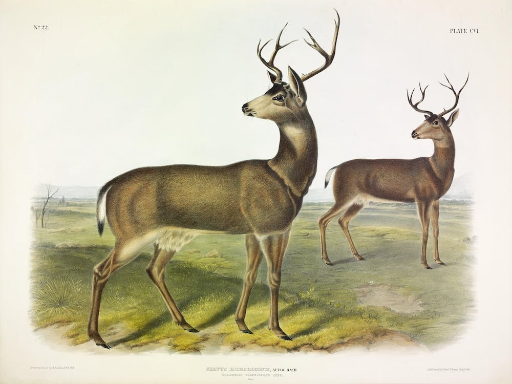 Columbian Black Tailed Deer, John James Audubon