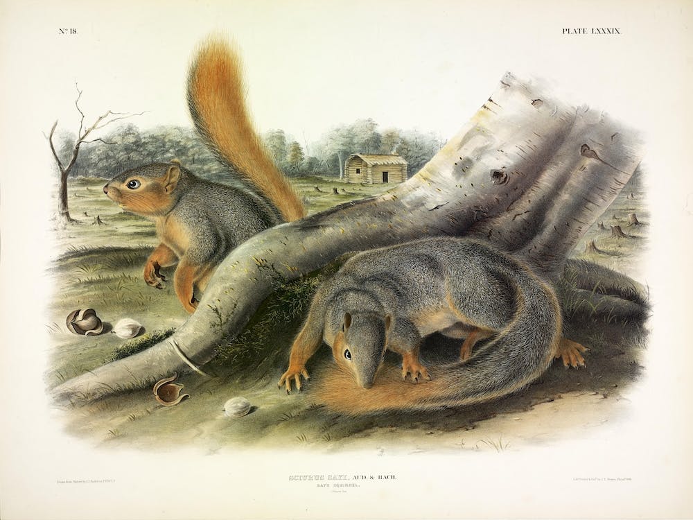 Squirrel, John James Audubon