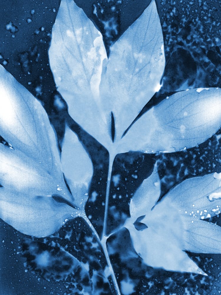 Peony Leaves Blue and White Cyanotype