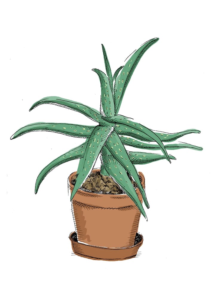 Aloe Vera