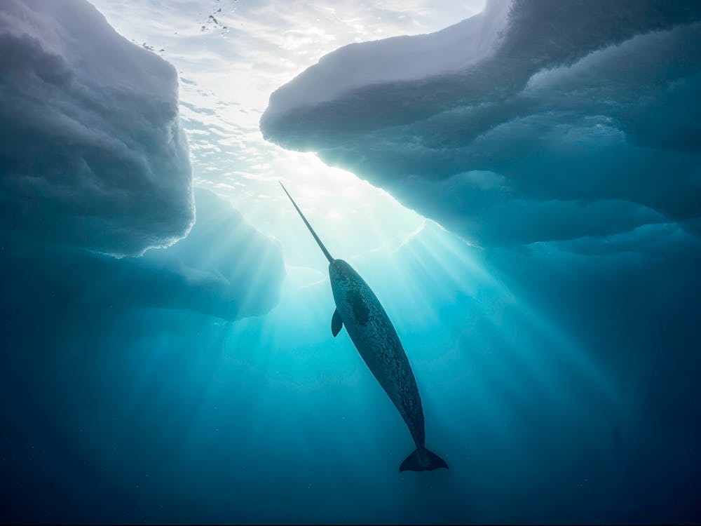 Narwhal 1