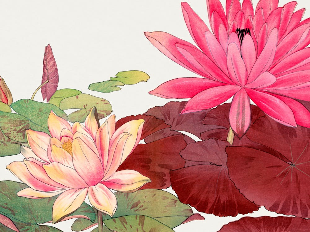 Chinese Water Lilies 1