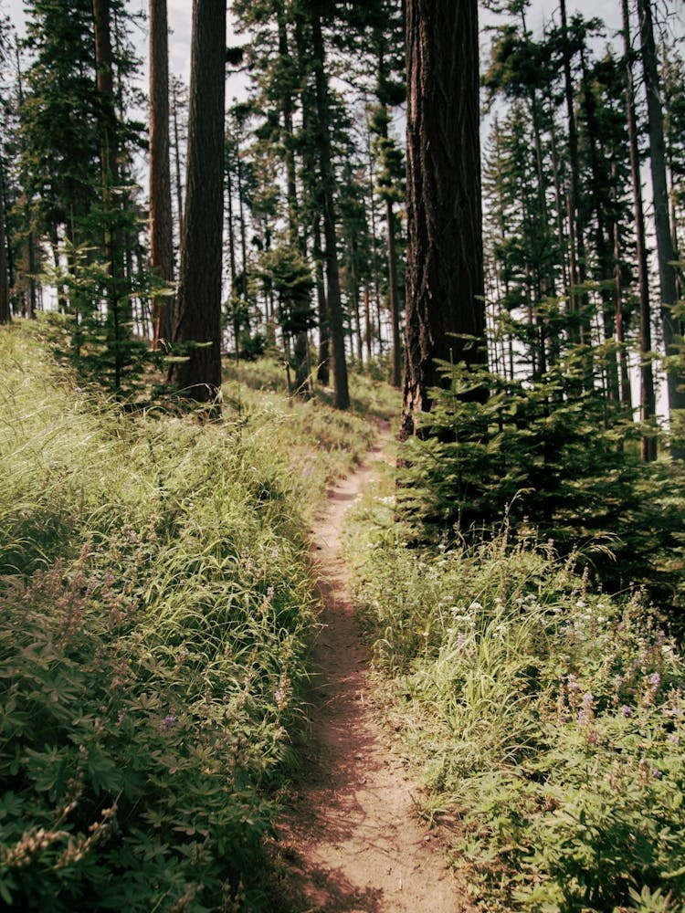 Through the Woods II