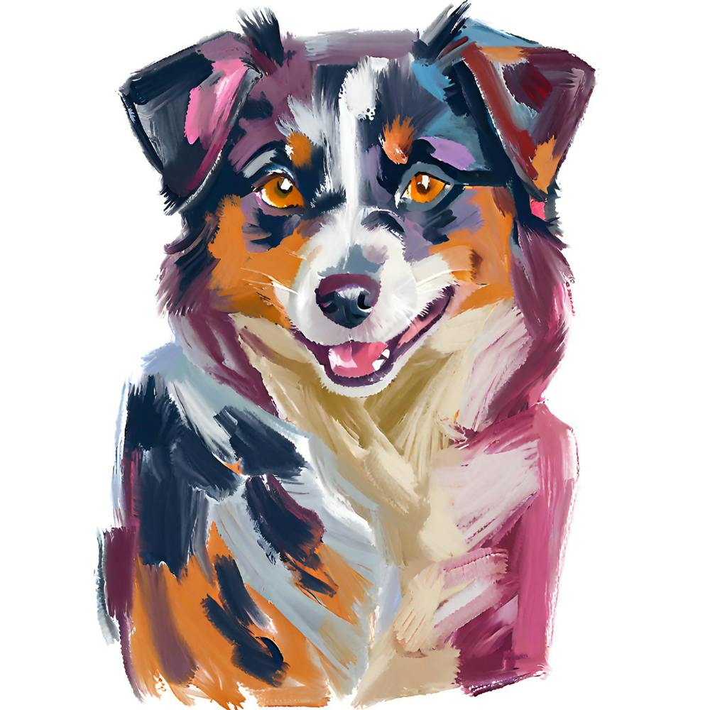 Australian Shepherd 04