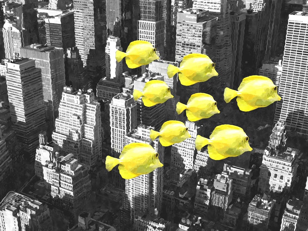 Poisson New York City