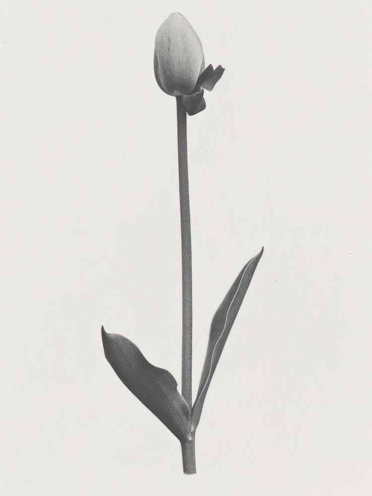 Tulip Flower Photo Collage 3