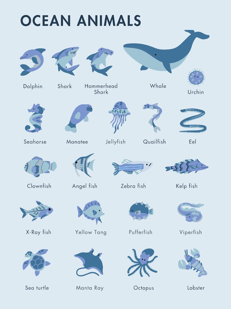 Ocean Animals