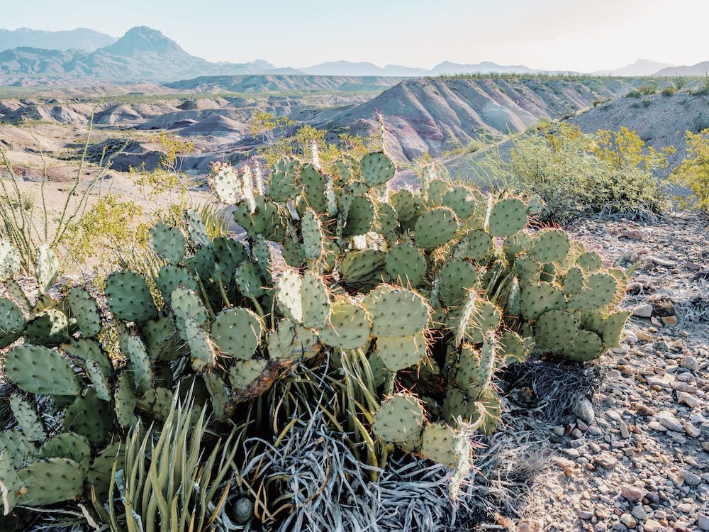 Texas Desert Cactus