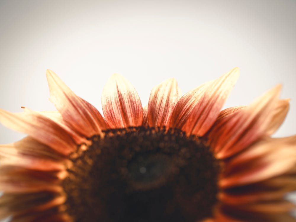 Sunflower Stock Videos & Royalty-Free Footage