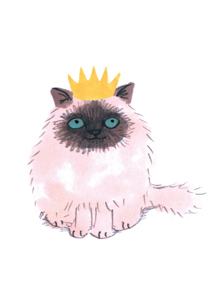 Crown Hat Cat