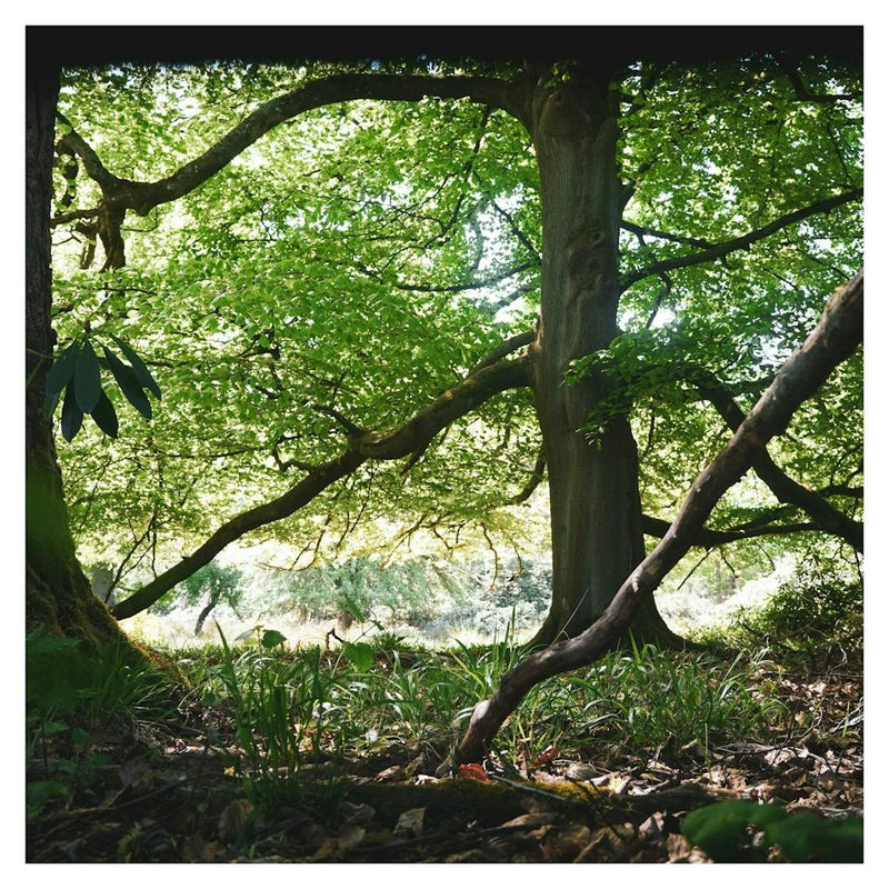 Tree In The Forest