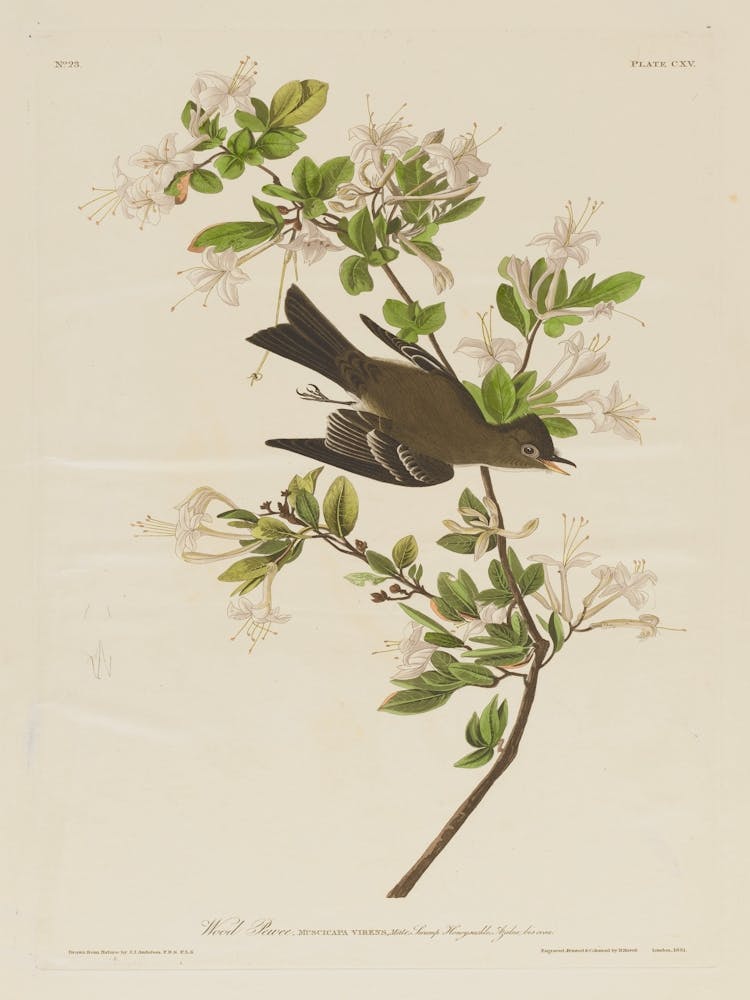 Bird Perched On A Branch 1