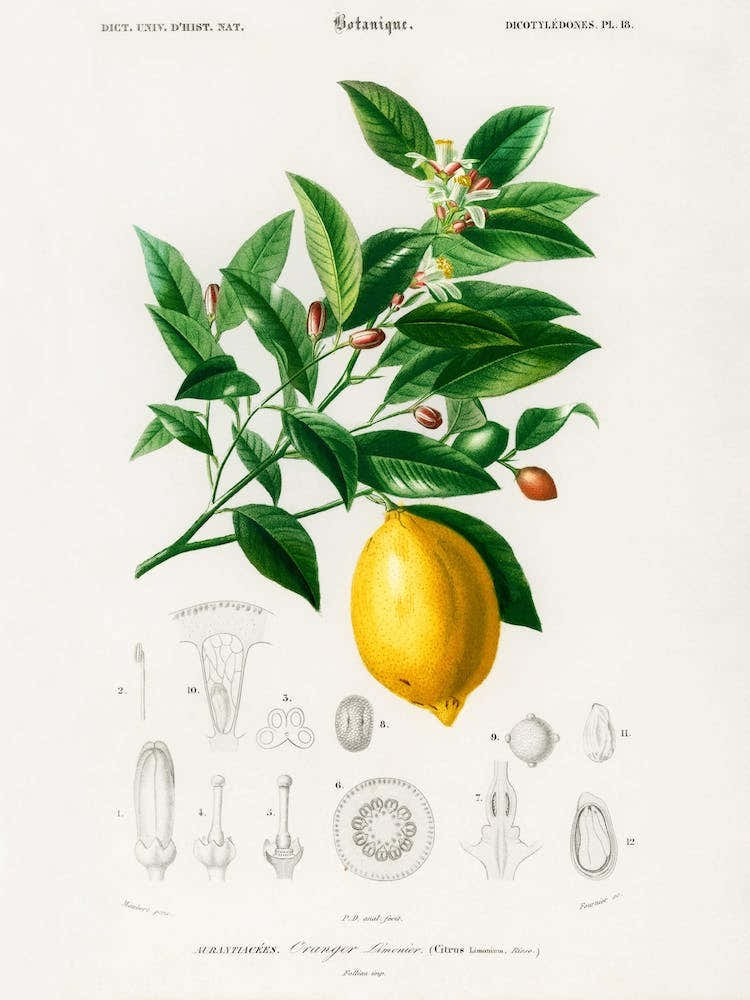 Vintage Lemon