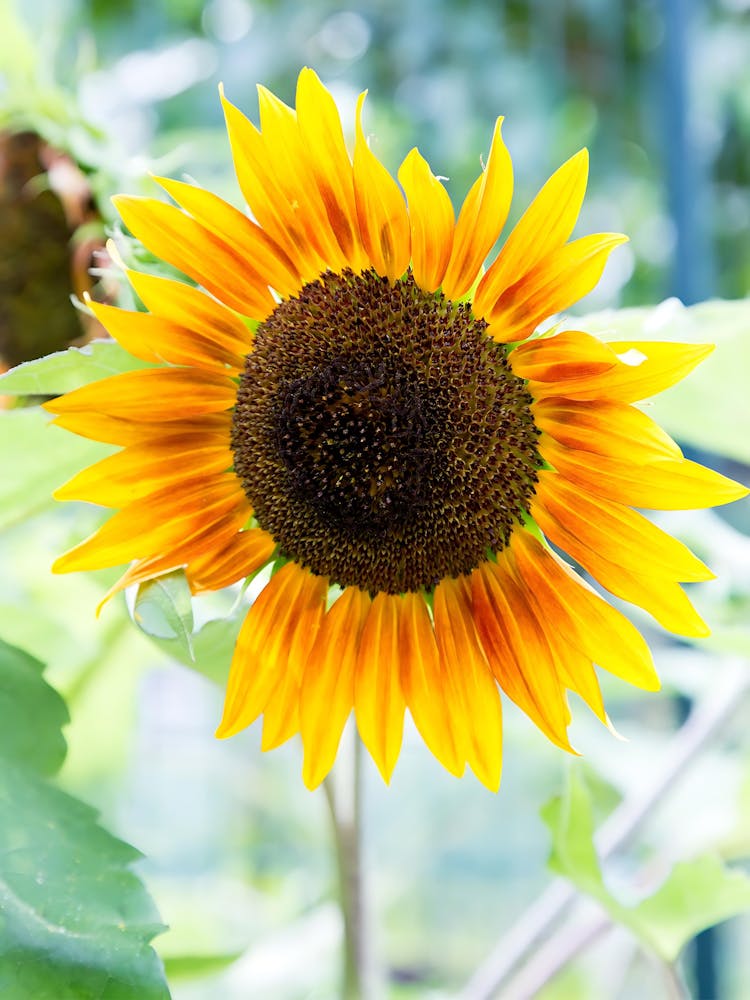 Sunflower In The Garden