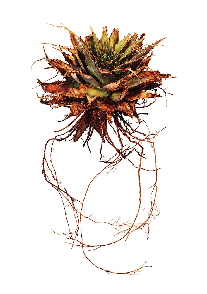 Whole Plant 02