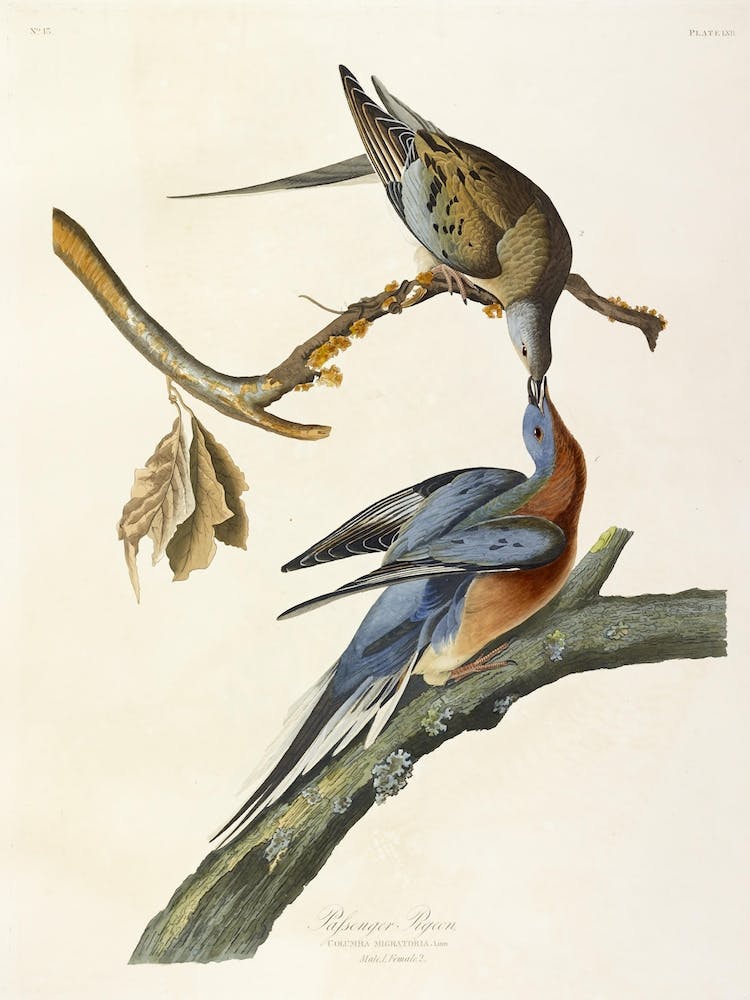 Passenger Pigeon, John James Audubon