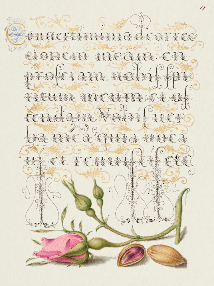 French Rose And Pistachio From Mira Calligraphiae Monumenta Or The Model Book Of Calligraphy, Joris Hoefnagel