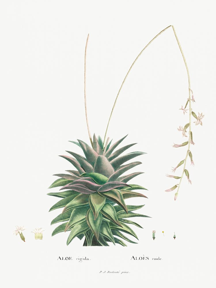 Aloe Rigida, Pierre Joseph Redoute