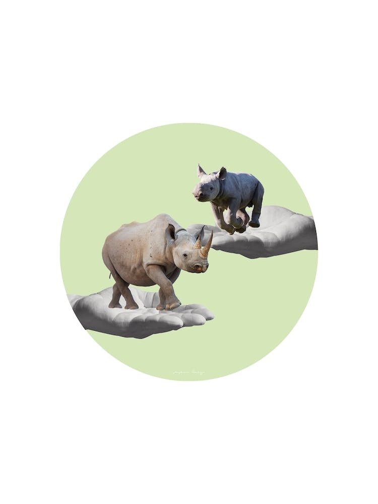 Rhino Collage