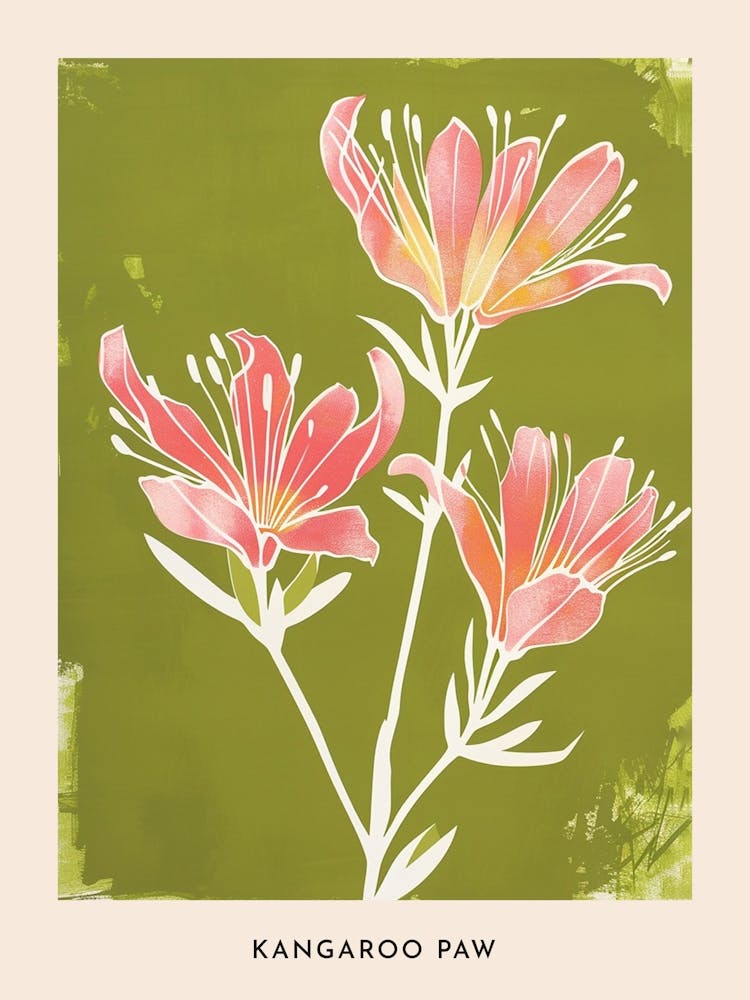 Pink & Green Kangaroo Paw 1 Flower Poster