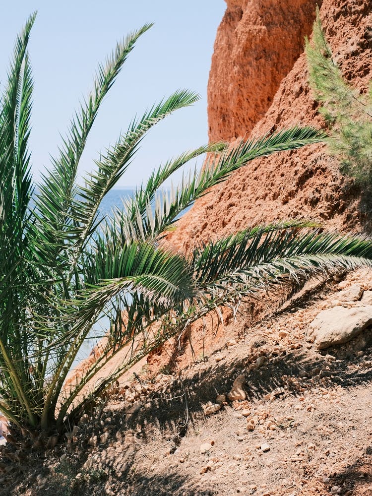 Sea, Red Rock & Palms // Ibiza Nature & Travel Photography