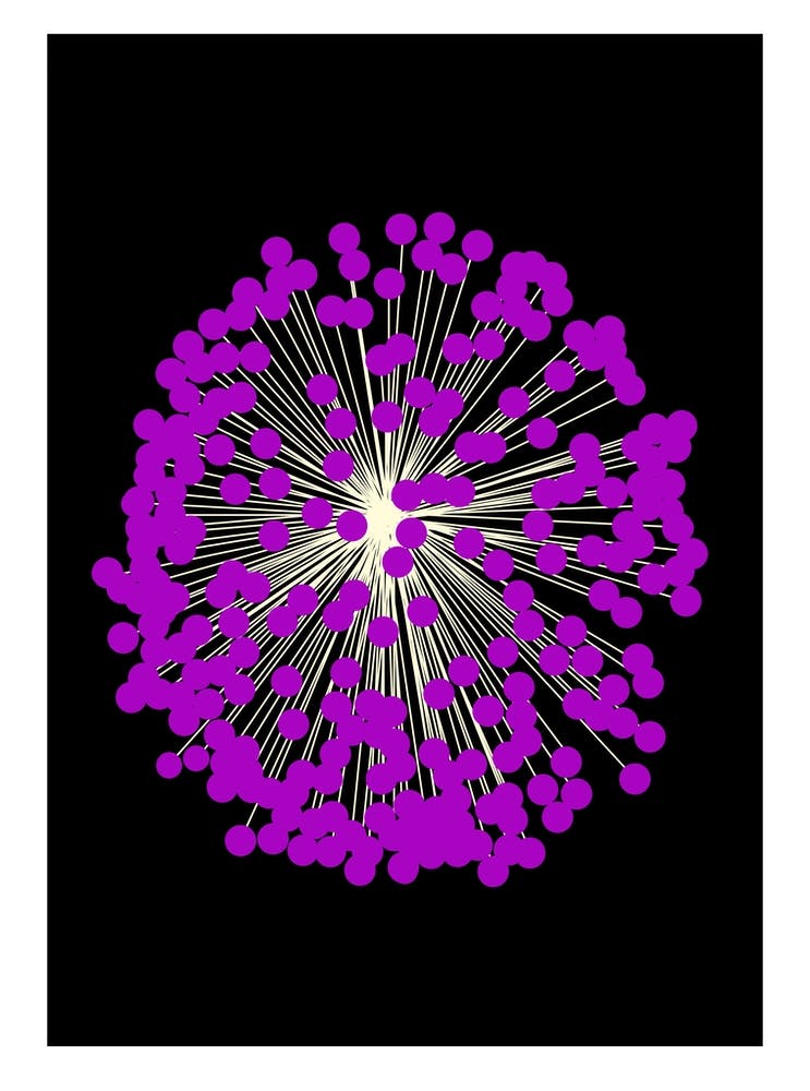 Black and purple allium flower