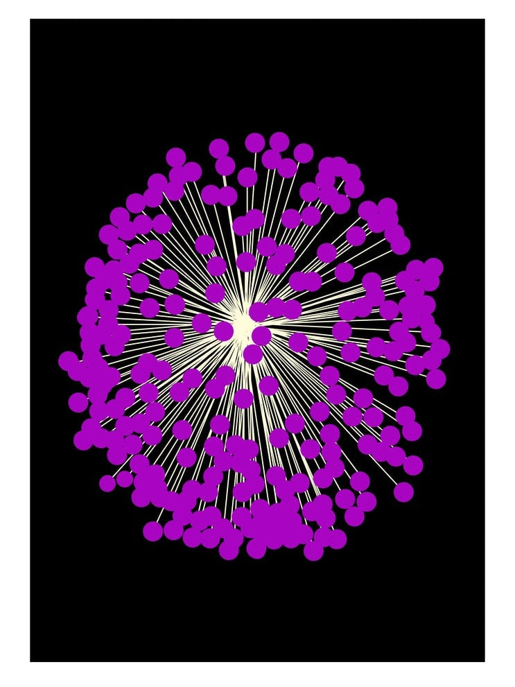 Black and purple allium flower