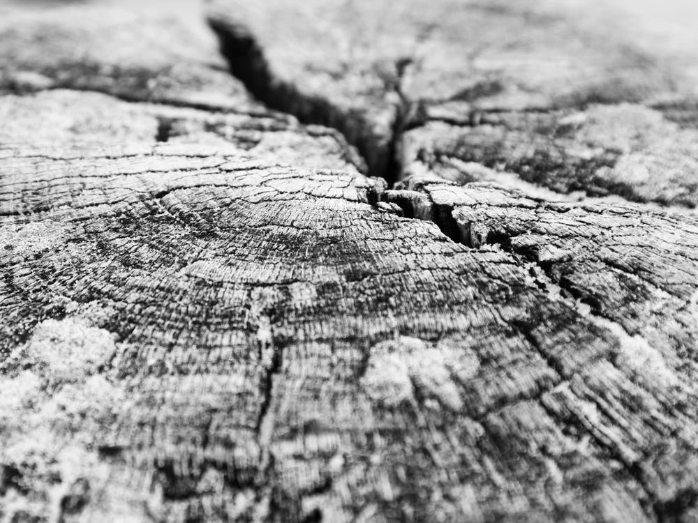 Close up of a wooden pile head on the beach // The Netherlands // Travel Photography