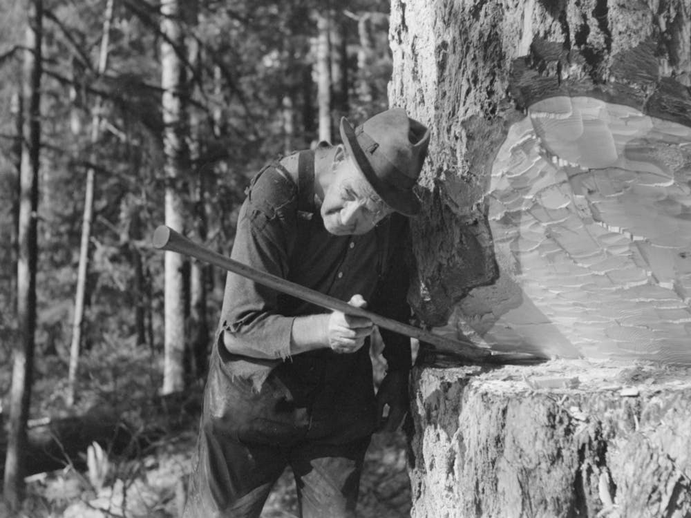 Head Faller Sights To See Exact Direction In Which Tree Will Fall, Long Bell Lumber Company, Cowlitz County, Washingto