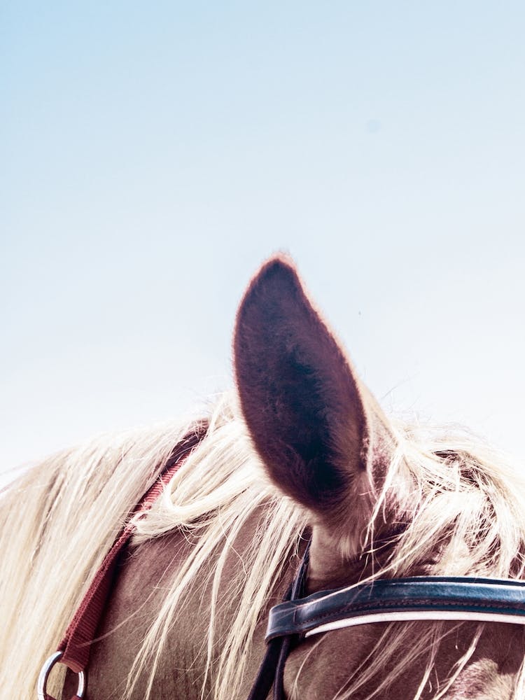 Horse Blue