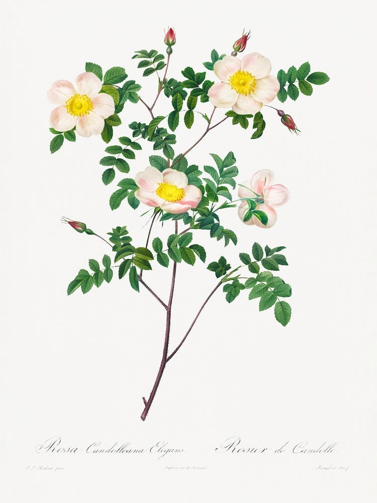 Rosa Candolleana Elegans, Pierre Joseph Redouté