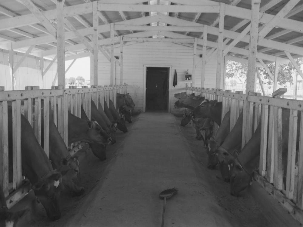 Bétail laitier mangeant pendant la traite, Casa Grande Valley Farms, Comté de Pinal, Arizona par Russell Lee