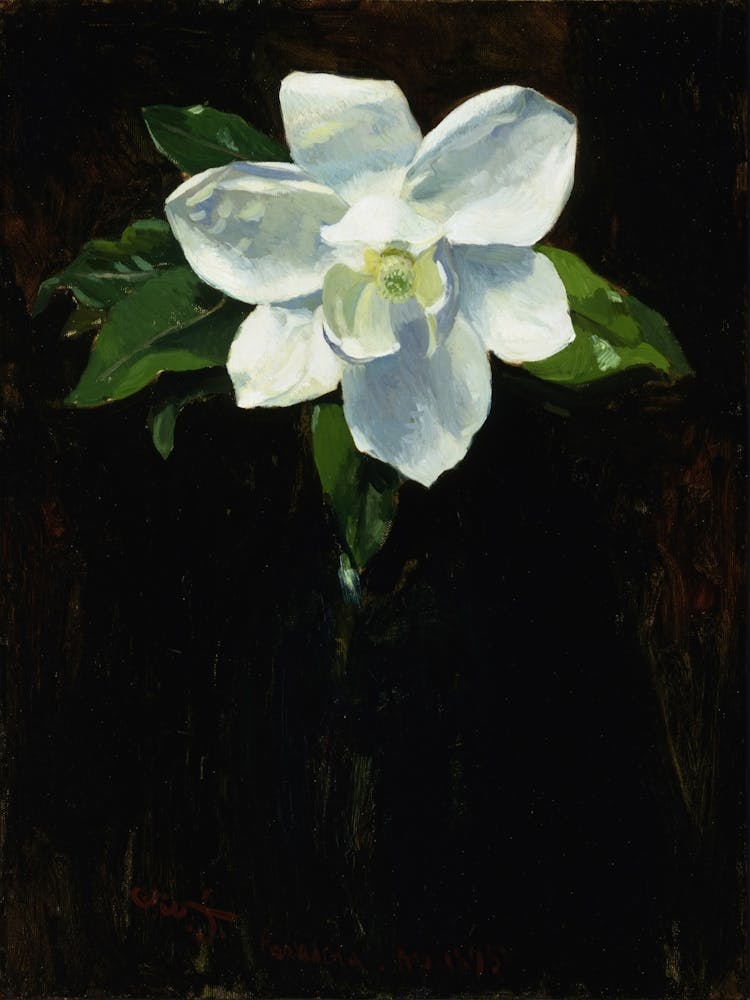 White Magnolia