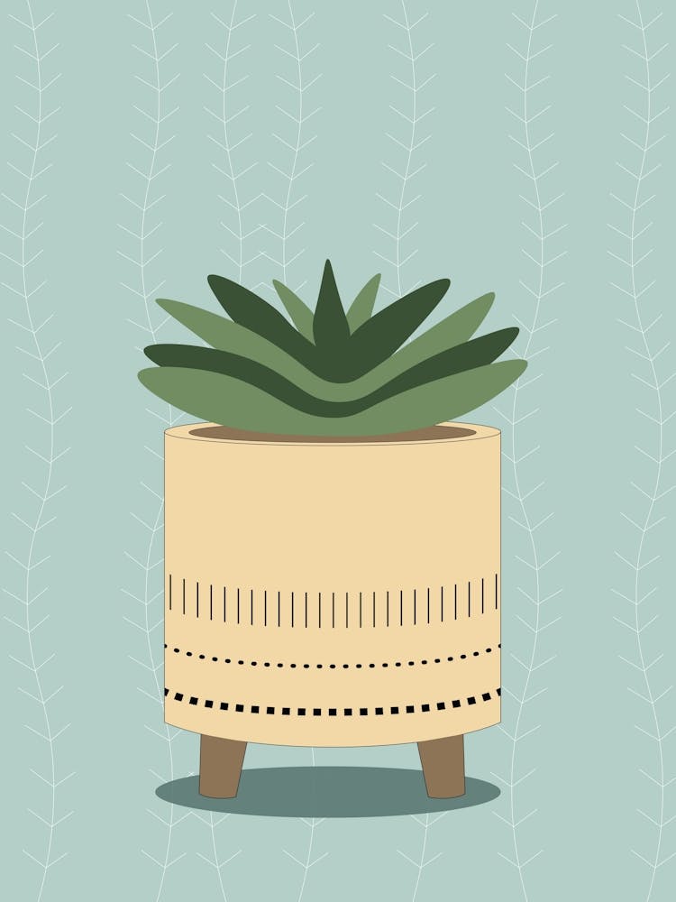 Potted Succulent