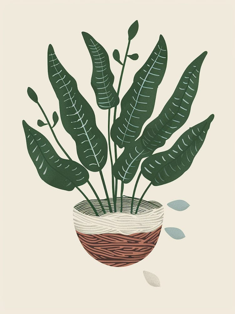 Birds Nest Fern Plant Minimalist Illustration 3