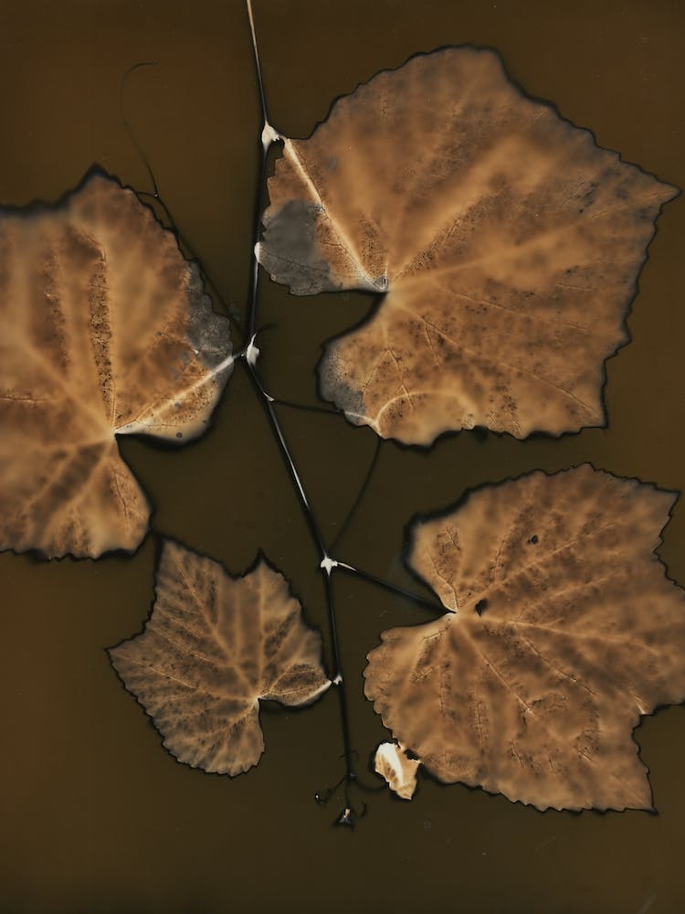 Burnt Grapevine