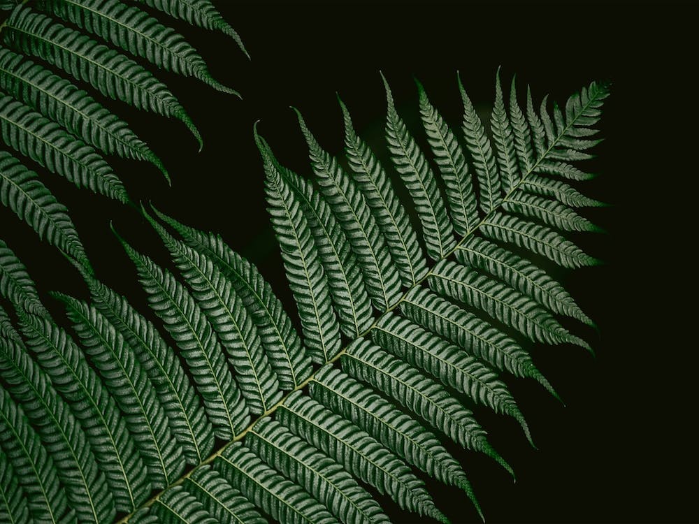 Botanical Photo Of A Vern Colors Black And Green