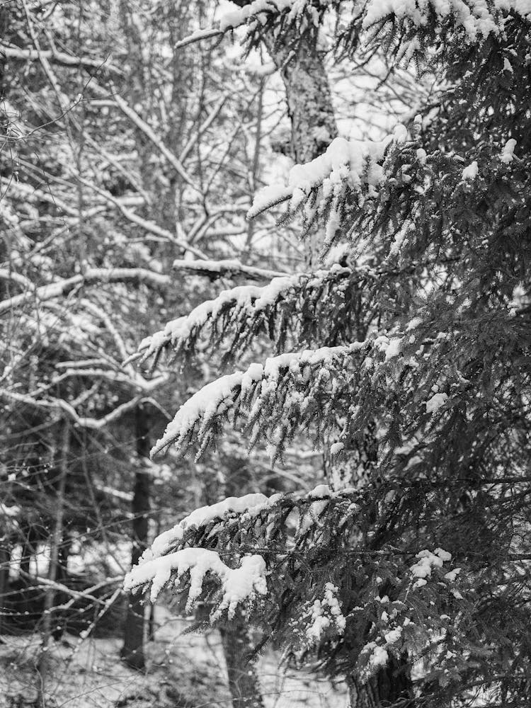 Upstate New York Schnee X auf Film