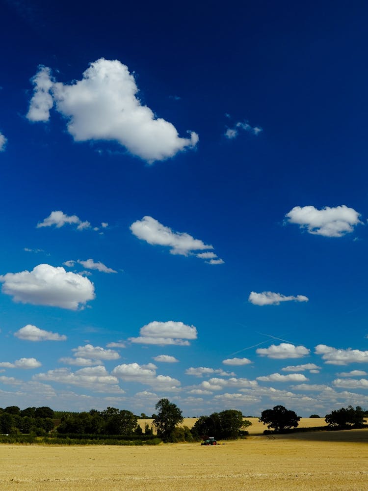 Hot Summer Wheat Field
